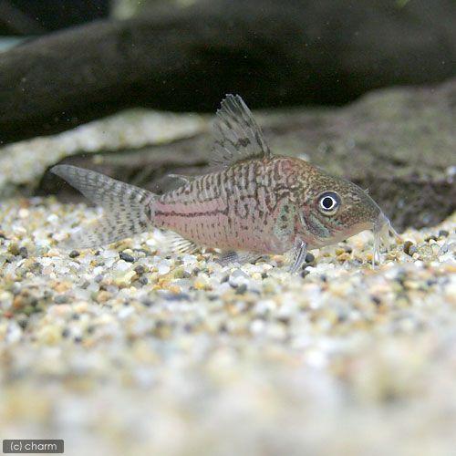 熱帯魚 コリドラス ソダリス ワイルド ３匹 北海道 九州 沖縄航空便要保温 Sale 102 Off