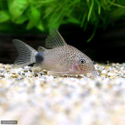 お買い得品 熱帯魚 コリドラス カウディマキュラータス ワイルド ３匹 北海道航空便要保温 沖縄別途送料 チャーム Charm Paypayモール店 通販 Paypayモール 激安販売品 Clientespace Com