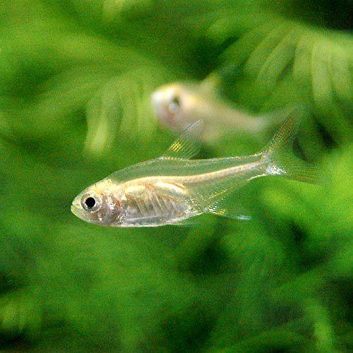 熱帯魚 ゴールデン プリステラ ３匹 北海道 九州航空便要保温 Korzenhealth Com