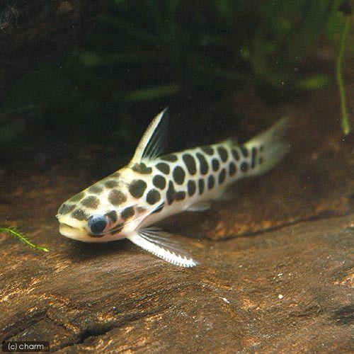 （熱帯魚）ゴールデンレオパードタティア（ワイルド）（３匹）　北海道・九州航空便要保温