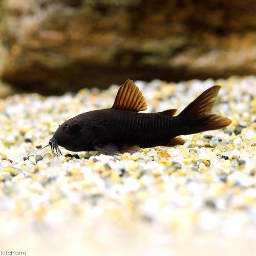 （熱帯魚）コリドラス・ベネズエラブラック（３匹）　北海道・九州航空便要保温｜chanet