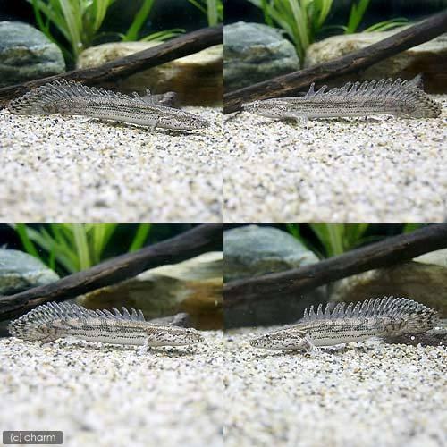 チャーム（charm） （熱帯魚）ポリプテルス・ビキール・ラプラディ