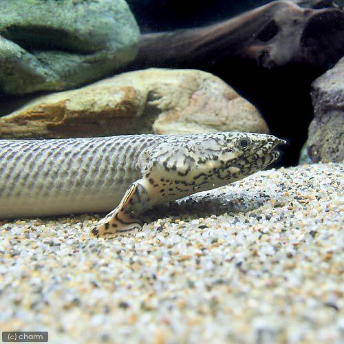 送料無料 熱帯魚 ポリプテルス オルナティピンニス ２６ ２８ｃｍ ワイルド １匹 北海道航空便要保温 沖縄別途送料 売り切れ必至 Www Rljingenieriayconsultoria Com