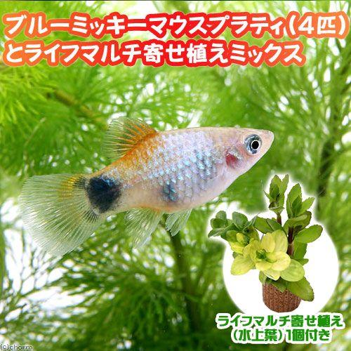 チャーム(ペット) (熱帯魚)(水草)ブルー・ミッキーマウス チャーム(ペット) (熱帯魚)(水草)ブルー・ミッキーマウス