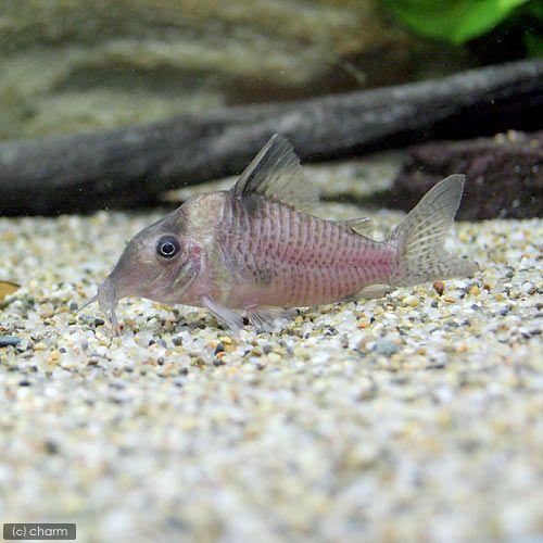 熱帯魚）コリドラス・メラニスタス（ワイルド）（1匹） 北海道航空便 