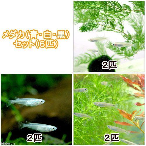 めだか メダカ初心者セット 青 白 黒 各２匹 チャーム Charm Paypayモール店 通販 Paypayモール