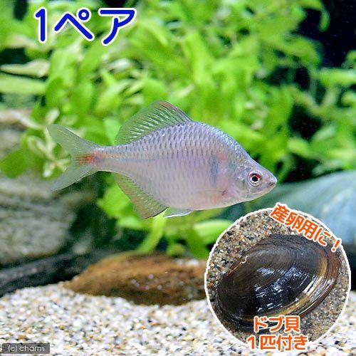 淡水魚 タイリクバラタナゴ １ペア ドブ貝 １匹 Perpus Poltekeskupang Ac Id