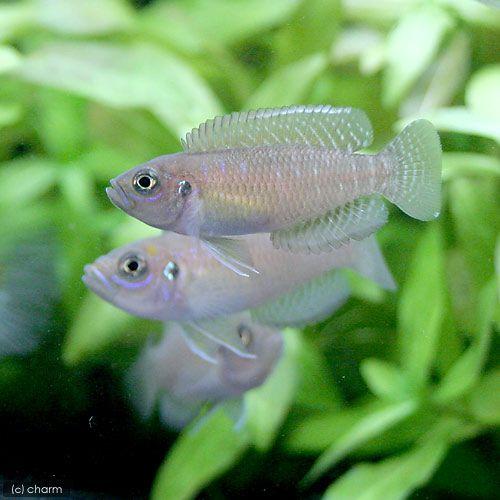 チャーム（charm） （熱帯魚）ネオランプロローグス・ブレビス（1匹