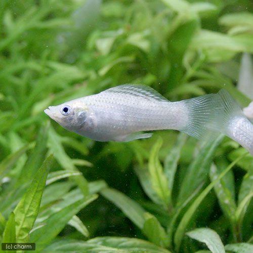 かわいい シルバー 沖縄航空便要保温 九州 ４匹 熱帯魚 モーリー 北海道 観賞魚生体