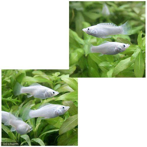 熱帯魚）シルバー・モーリー（4匹） 北海道・九州航空便要保温