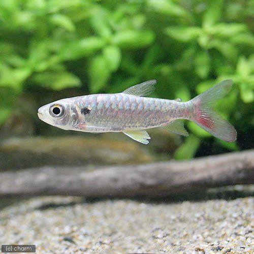 熱帯魚）イエローピンクテール・カラシン（1匹） 北海道航空便要保温 