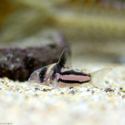 （熱帯魚）コリドラス・スーパーパラレルス（国産ブリード）（１匹）　北海道・九州航空便要保温