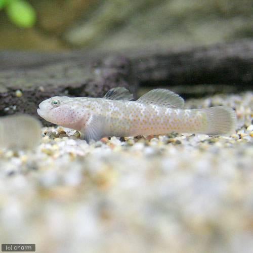 熱帯魚）リノゴビウス・ルブロマキュラータス（1匹） 北海道・九州