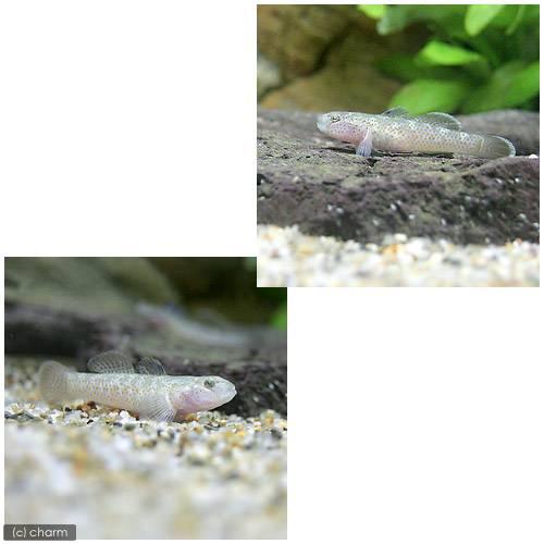 熱帯魚）リノゴビウス・ルブロマキュラータス（1匹） 北海道・九州