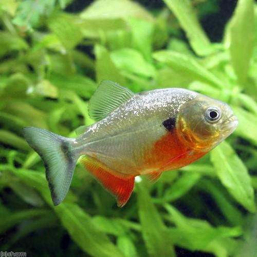 高い品質 熱帯魚 ピラニア ノタータス ワイルド １匹 北海道 九州航空便要保温 沖縄別途送料 爆安プライス Www Mesquita Rj Gov Br
