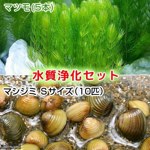 チャーム（charm） （エビ・貝）水質浄化セット マツモ（5本） ＋