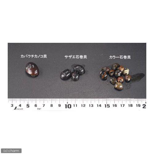 超特価 エビ 貝 カラー石巻貝 １２匹 北海道航空便要保温