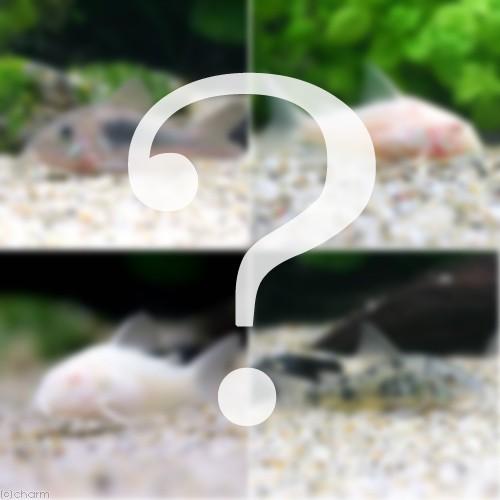 熱帯魚 ビギナー向けおまかせコリドラス ５匹 北海道 九州 沖縄航空便要保温 値下げ