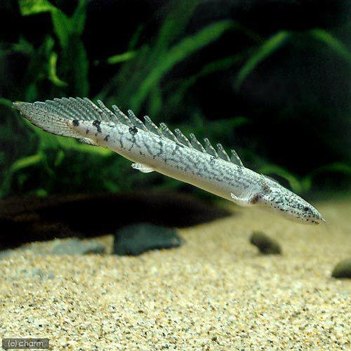 （熱帯魚）ポリプテルス・デルヘジィ　Ｓサイズ（約６〜１０ｃｍ）（ブリード）（３匹）　北海道航空便要保温