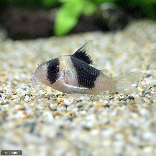 （熱帯魚）コリドラス・ショートノーズニュースーパービコロール　腹巻き（ワイルド）（１匹）　北海道・九州航空便要保温　沖縄別途送料