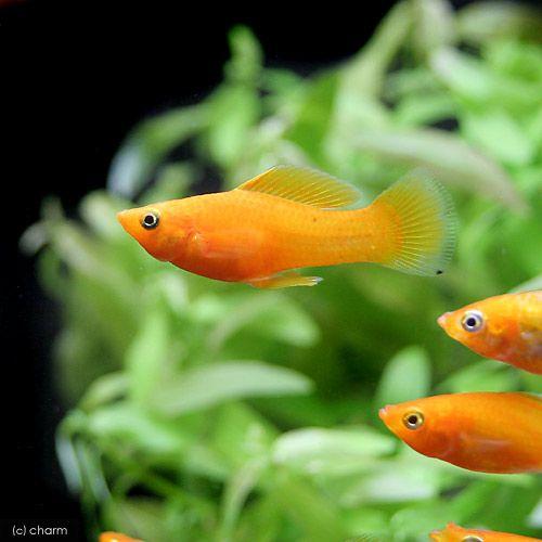 入荷未定）（熱帯魚）ディープオレンジ・モーリー（5匹） 北海道