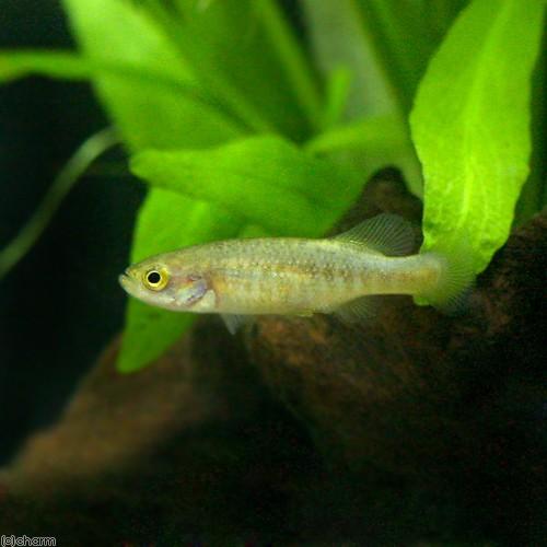 おしゃれ商品 熱帯魚 アロトカ ゴスリネイ １ペア 沖縄別途送料 北海道 九州航空便要保温 クーポンで更にお得 Www Web Imperiovizar Com