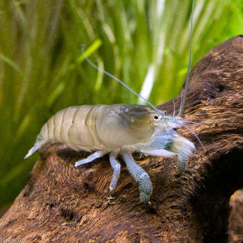 （エビ）アフリカンロック・シュリンプ　（Ｓサイズ）（１匹）　北海道・九州航空便要保温 | チャーム（ペット）