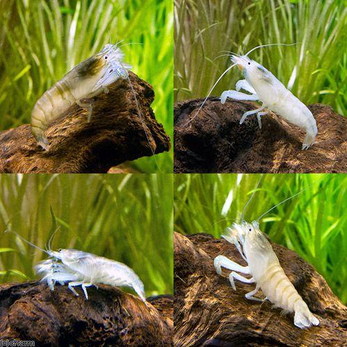 （エビ）アフリカンロック・シュリンプ　（Ｓサイズ）（１匹）　北海道・九州航空便要保温 | チャーム（ペット） | 01