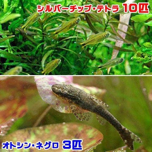 熱帯魚 シルバーチップ テトラ １０匹 オトシン ネグロ ３匹 北海道 九州航空便要保温 チャーム Charm ヤフー店 通販 Yahoo ショッピング