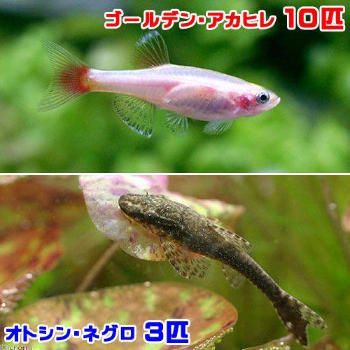 熱帯魚 ゴールデンアカヒレ １０匹 オトシン ネグロ ３匹 北海道 九州航空便要保温 チャーム Charm Paypayモール店 通販 Paypayモール