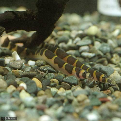 引出物 熱帯魚 水草 ビギナースタートセット ネオンテトラ １０匹 クーリーローチ ３匹 北海道航空便要保温1 060円 Aynaelda Com