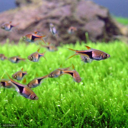 手数料安い 熱帯魚 水草 ３匹 ラスボラ 九州 ６匹 ヘテロモルファ クーリーローチ 沖縄航空便要保温 北海道 ビギナースタートセット 観賞魚生体