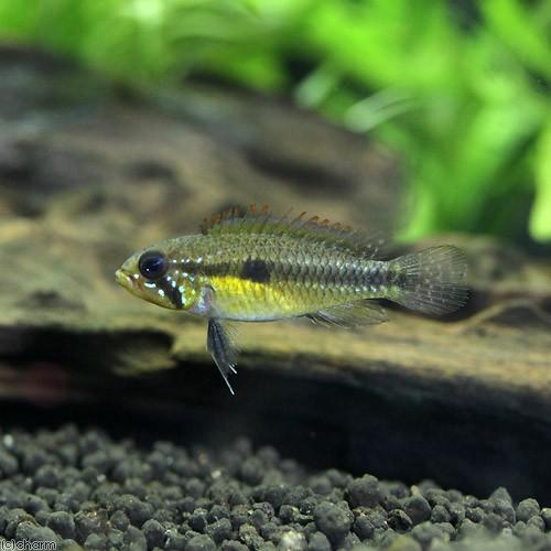 チャーム（charm） （熱帯魚）アピストグラマ・メンデジィ サンタ