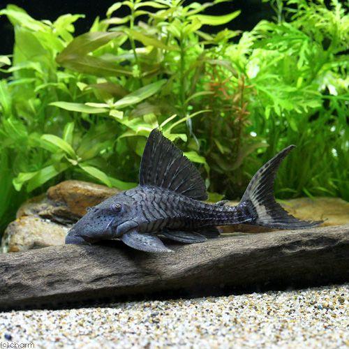 （熱帯魚）ホワイトテール・パナクエ　Ｍサイズ（ワイルド）（１匹）　北海道・九州航空便要保温