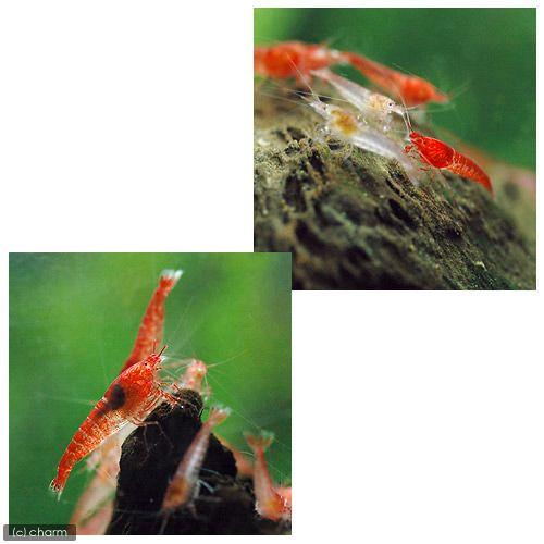 （エビ）ホロホロシュリンプ（ピクシーシュリンプ）（１００匹）　沖縄別途送料　北海道・九州航空便要保温 