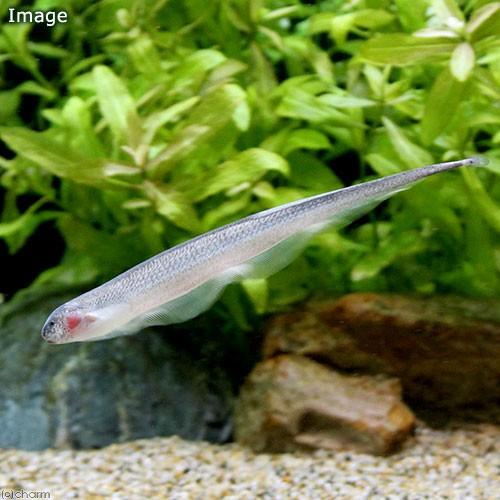 （熱帯魚）ソクラテス・ナイフフィッシュ（１匹）　北海道・九州航空便要保温
