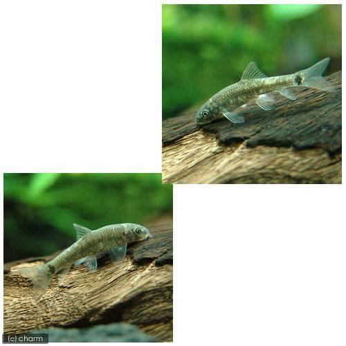 （熱帯魚）ガラ・ルファ（１００匹）　北海道・九州航空便要保温