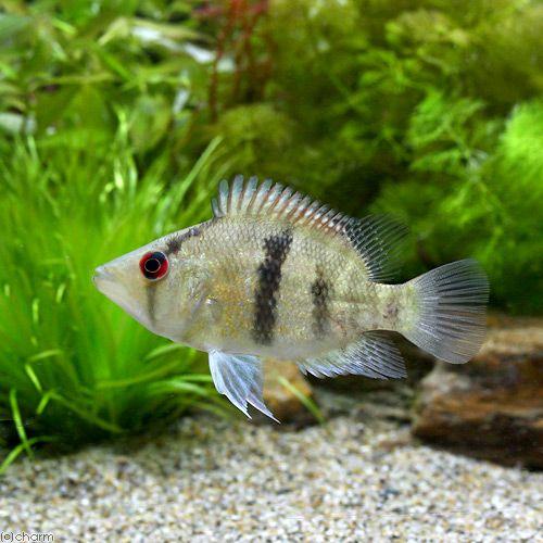 熱帯魚）マイアシィ・バスケットマウスシクリッド（ワイルド）（1匹 
