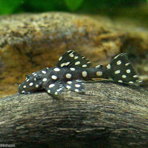 ドラゴンスタークラウンプレコ　水槽　熱帯魚 チャーム（charm） （熱帯魚）ドラゴンスター・クラウンプレコ