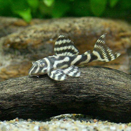 チャーム（charm） （熱帯魚）ロイヤルキングアレンカー・ペコルティア 