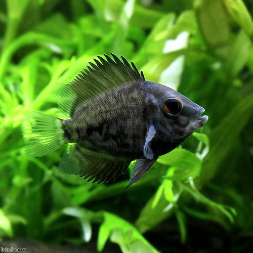 入荷未定）（熱帯魚）トライアングル・シクリッド（1匹） 北海道 
