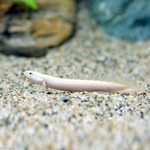 （熱帯魚）ポリプテルス・セネガルス　セミプラチナ（１匹）　北海道・九州航空便要保温