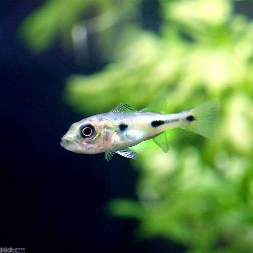 チャーム（charm） （熱帯魚）キクラ・オリノセンシス（オリノコ