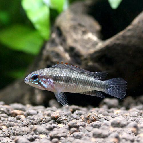 熱帯魚）アピストグラマ・エリザベサエ（ワイルド）（1ペア） 北海道 