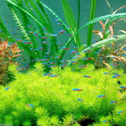 熱帯魚）カージナルテトラ（ワイルド）（20匹）＋オトシンクルス（3