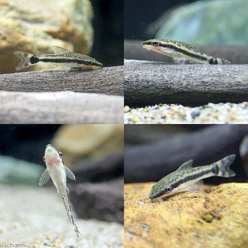 熱帯魚）ジェリービーン・テトラ（5匹） ＋ オトシンクルス（3匹