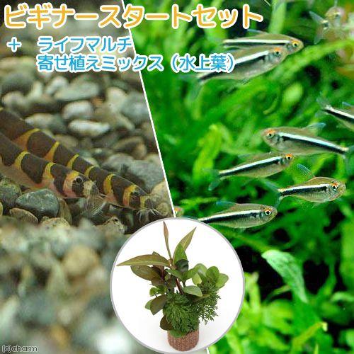 熱帯魚 水草 ビギナースタートセット ブラックネオンテトラ １０匹 沖縄航空便要保温 九州 ３匹 北海道 クーリーローチ 最大58 Offクーポン