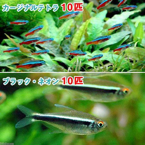 チャーム（charm） （熱帯魚）カージナルテトラ（ワイルド）（10匹