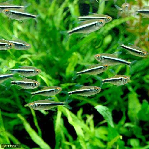 チャーム（charm） （熱帯魚）カージナルテトラ（ワイルド）（10匹
