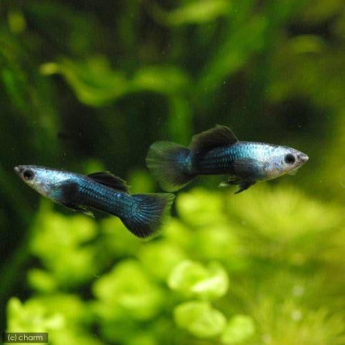 熱帯魚 モスコーパンダ グッピー 国産グッピー ３ペア 北海道 九州航空便要保温 Saralinfrastructure Com